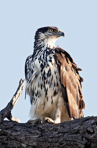 African Hawk-Eagle (Aquila spilogaster)