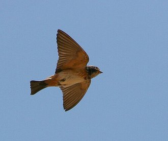 South African Cliff Swallow (Petrochelidon spilodera)