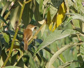 African Reed Warbler (Acrocephalus baeticatus)