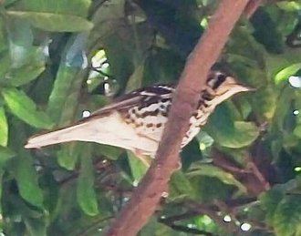 Spotted Ground Thrush (Geokichla guttata)