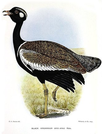 Southern Black Korhaan (Afrotis afra)
