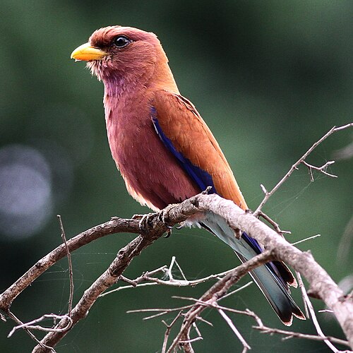 Broad-billed Roller (Eurystomus glaucurus)