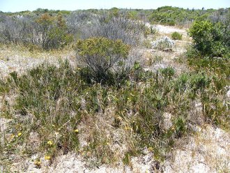 Koeberg Nature Reserve, Western Cape