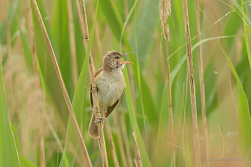Great Reed Warbler (Acrocephalus arundinaceus)