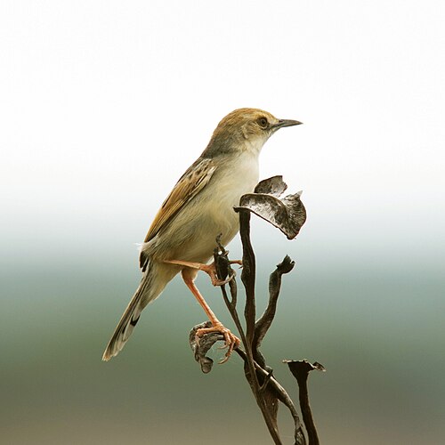 Rufous-winged Cisticola (Cisticola galactotes)