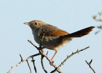 Grey-backed Cisticola (Cisticola subruficapilla)