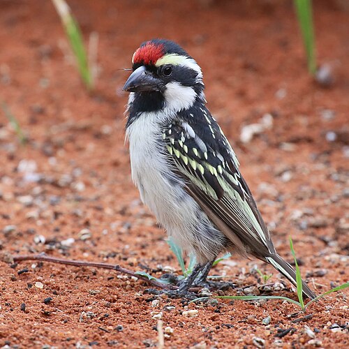 Acacia Pied Barbet (Tricholaema leucomelas)