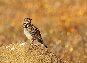 Large-billed Lark (Galerida magnirostris)