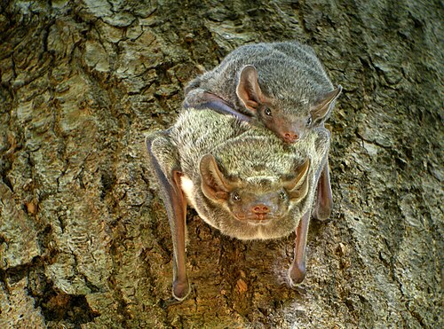 Mauritian Tomb Bat (Taphozous mauritianus)