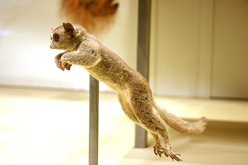 Moholi Bushbaby (Galago moholi)