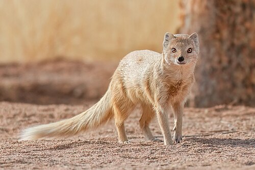 Yellow Mongoose (Cynictis penicillata)