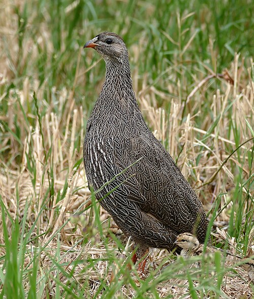 Cape Spurfowl (Pternistis capensis)
