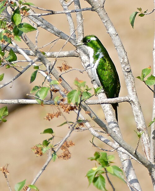 Klaas's Cuckoo (Chrysococcyx klaas)