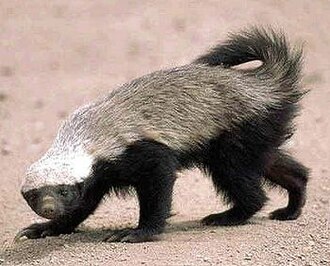 Honey Badger (Mellivora capensis)