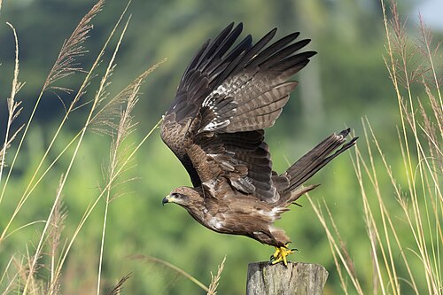 Black Kite (Milvus migrans)