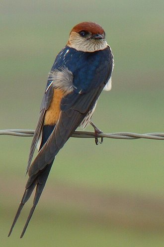 Greater Striped Swallow (Cecropis cucullata)