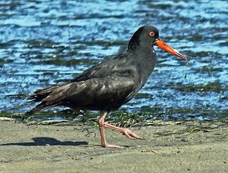 African Oystercatcher (Haematopus moquini)