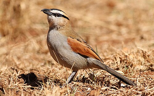Black-crowned Tchagra (Tchagra senegalus)