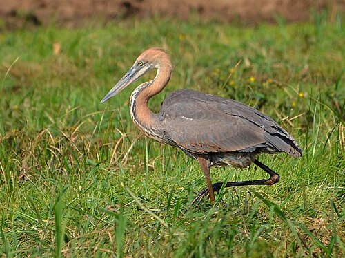 Goliath Heron (Ardea goliath)
