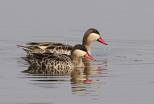 Red-billed Teal (Anas erythrorhyncha)