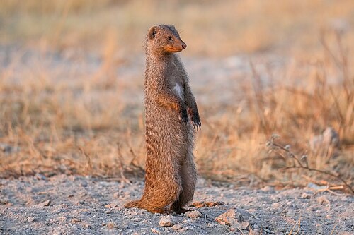 Banded Mongoose (Mungos mungo)