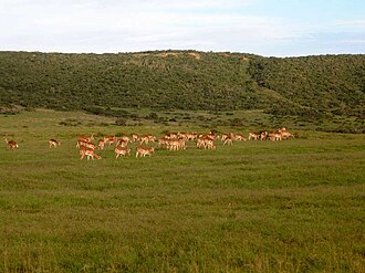 Shamwari Private Game Reserve, Eastern Cape