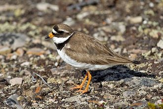 Common Ringed Plover (Charadrius hiaticula)