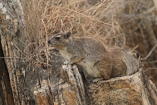 Bush Hyrax (Heterohyrax brucei)