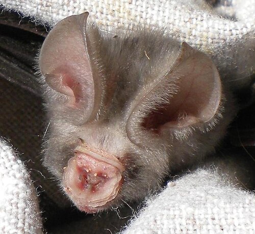 Sundevall's Leaf-nosed Bat (Hipposideros caffer)