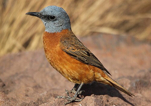 Cape Rock Thrush (Monticola rupestris)
