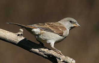 Southern Gray-headed Sparrow (Passer diffusus)