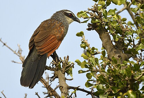 White-browed Coucal (Centropus superciliosus)