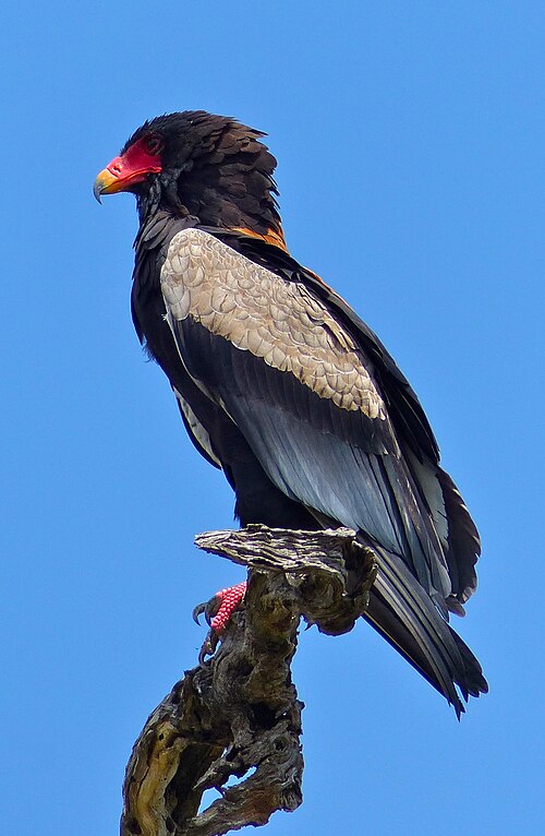 Bateleur (Terathopius ecaudatus)