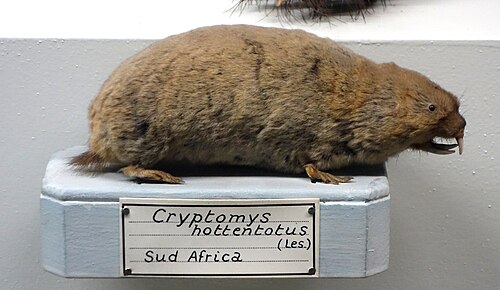 Southern African Mole-rat (Cryptomys hottentotus)
