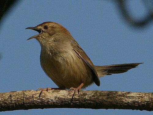 Lazy Cisticola (Cisticola aberrans)