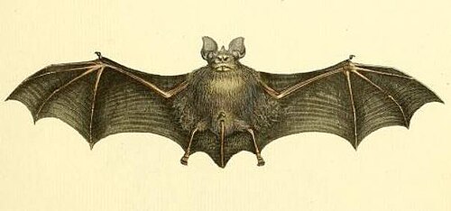 Geoffroy's Horseshoe Bat (Rhinolophus clivosus)