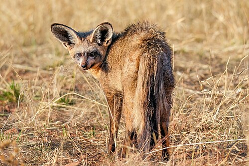 Bat-eared Fox (Otocyon megalotis)