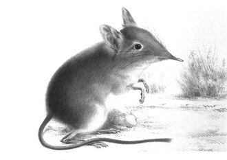 Cape Elephant Shrew (Elephantulus edwardii)