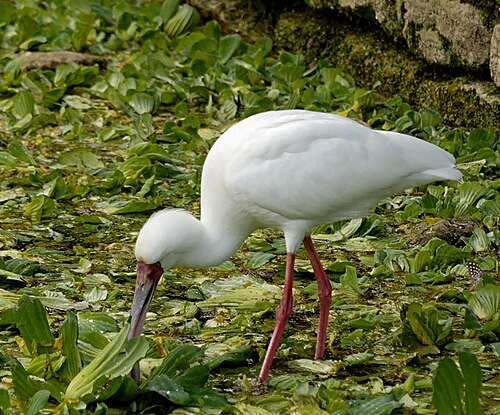 African Spoonbill (Platalea alba)