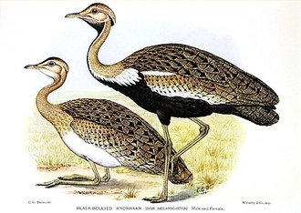 Black-bellied Bustard (Lissotis melanogaster)