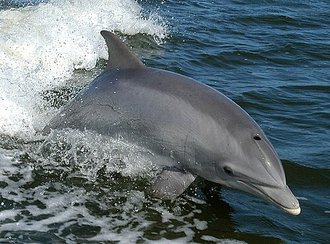 Bottlenose Dolphin (Tursiops truncatus)