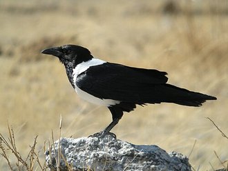 Pied Crow (Corvus albus)