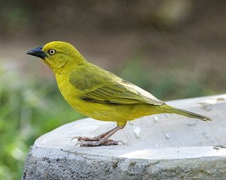 African Golden Weaver (Ploceus xanthops)