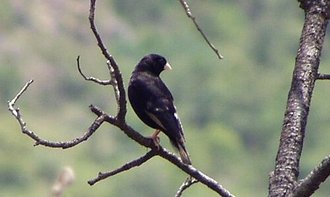 Purple Indigobird (Vidua purpurascens)