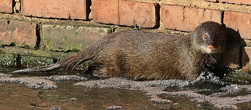 Marsh Mongoose (Atilax paludinosus)