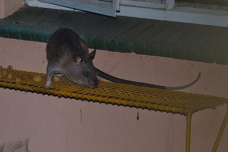 Southern Giant Pouched Rat (Cricetomys ansorgei)