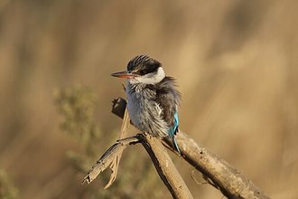 Striped Kingfisher (Halcyon chelicuti)