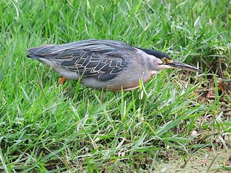 Striated Heron (Butorides striata)