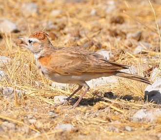 Red-capped Lark (Calandrella cinerea)