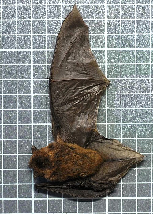 Banana Bat (Afronycteris nanus)